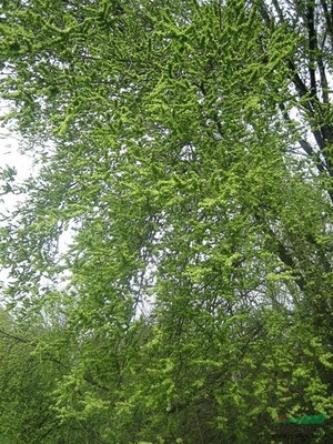 榆樹行情報價與圖片展示 種植經營指南