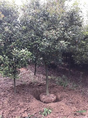 櫻花樹木種植經營 從選種到市場推廣的全方位指南