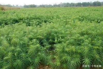 昔日‘致富樹’今成‘后悔樹’——光鮮宣傳背后的種植困境