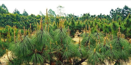 廣東推進國家林木種質(zhì)資源庫建設(shè) 筑牢南粵生態(tài)屏障