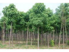 河南省太康縣國新苗木種植專業(yè)合作社 優(yōu)質(zhì)速生楸樹，規(guī)格齊全，大量供應